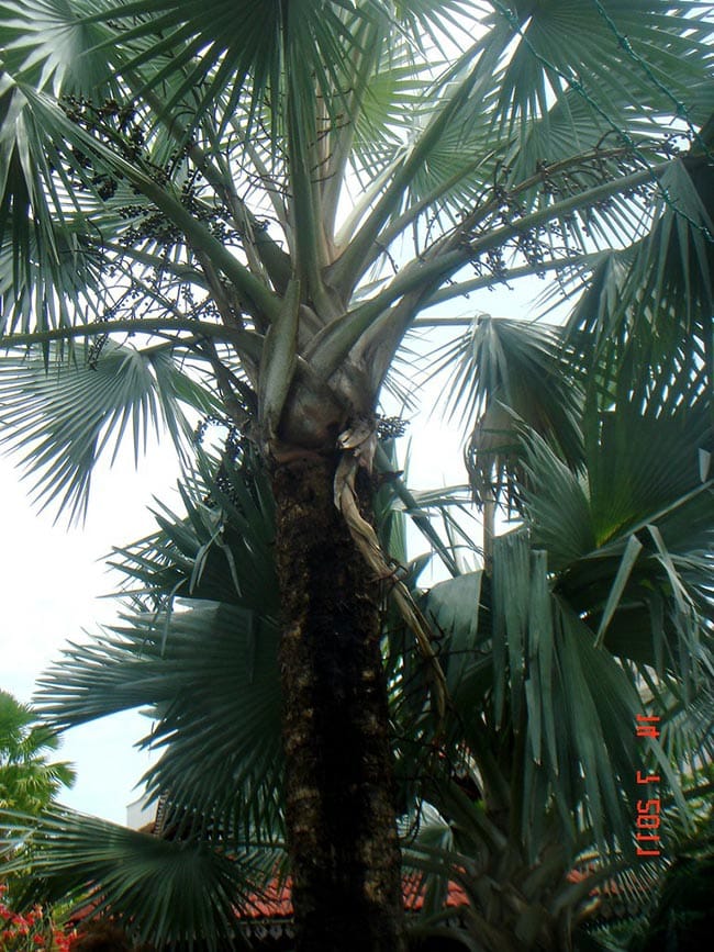 Fotos De Palmeira Bismarck
