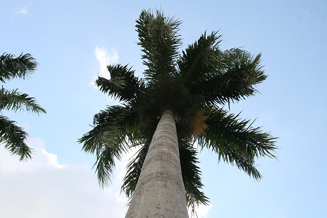 Fotos De Palmeira Imperial 2