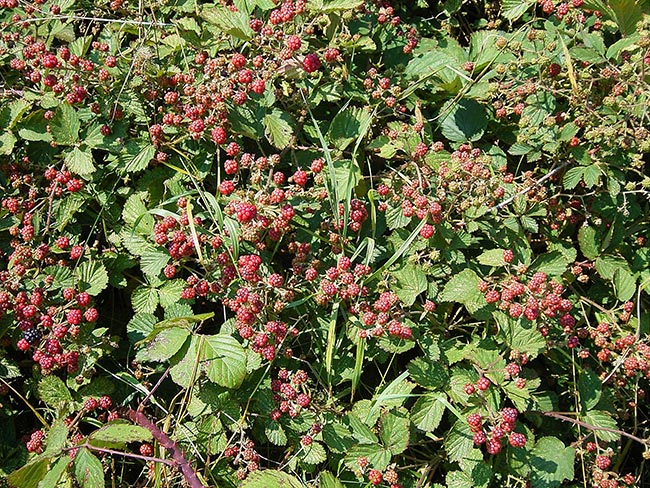 Fotos de Rubus fruticosus 2