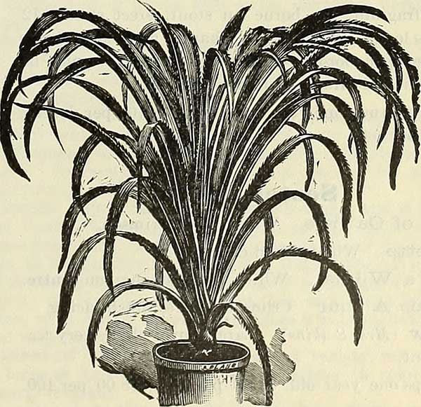 Como Plantar Palmeira Guaricanga-de-Bengala (Geonoma Elegans) 12