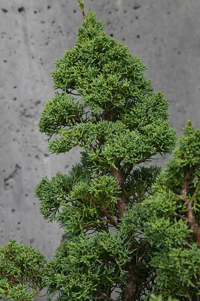 Imagens De Juniperus Chinensis 2
