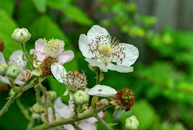 Imagens de Rubus fruticosus 2