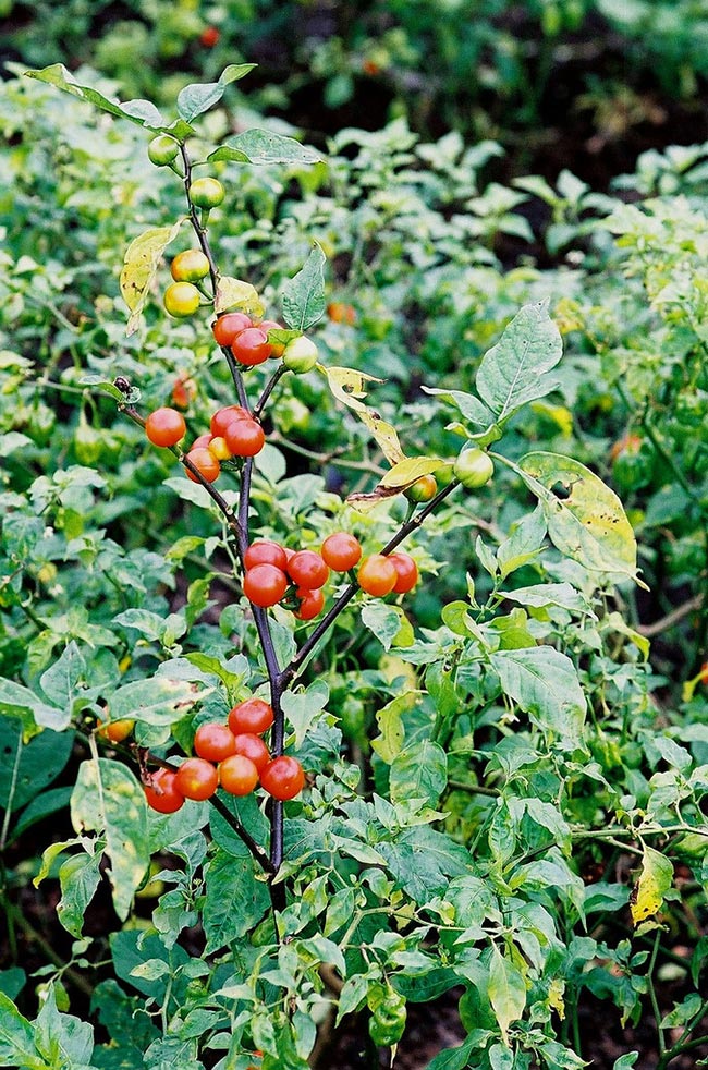 Imagens De Solanum Aethiopicum 1