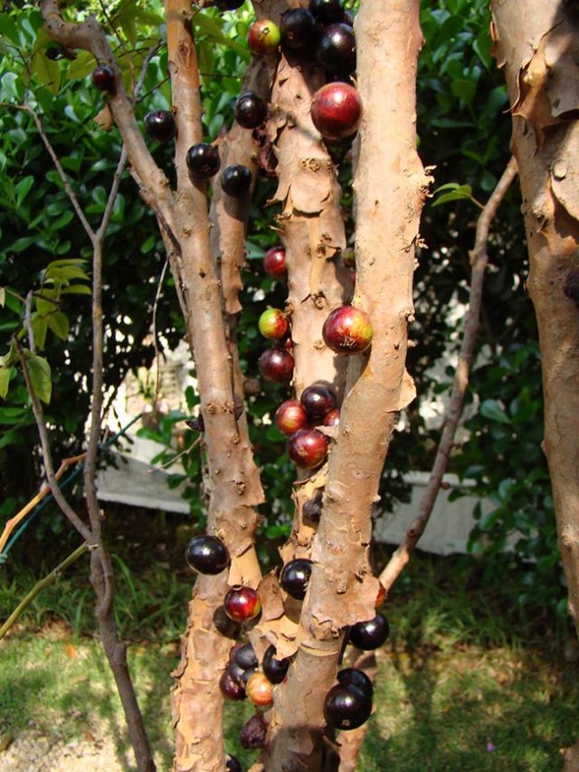 Como Plantar Jabuticaba? Dicas de Cultivo e Passo a Passo de Cuidados
