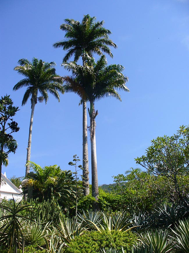 Palmeira Imperial 3 2