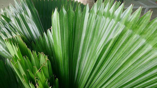 Palmeira Licuala 1 2
