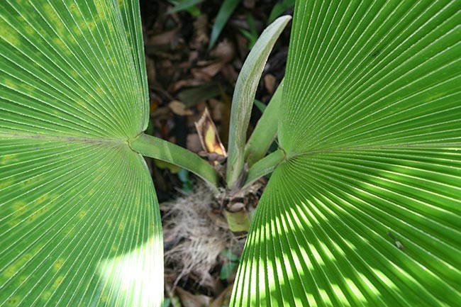 Palmeira Licuala 4 2