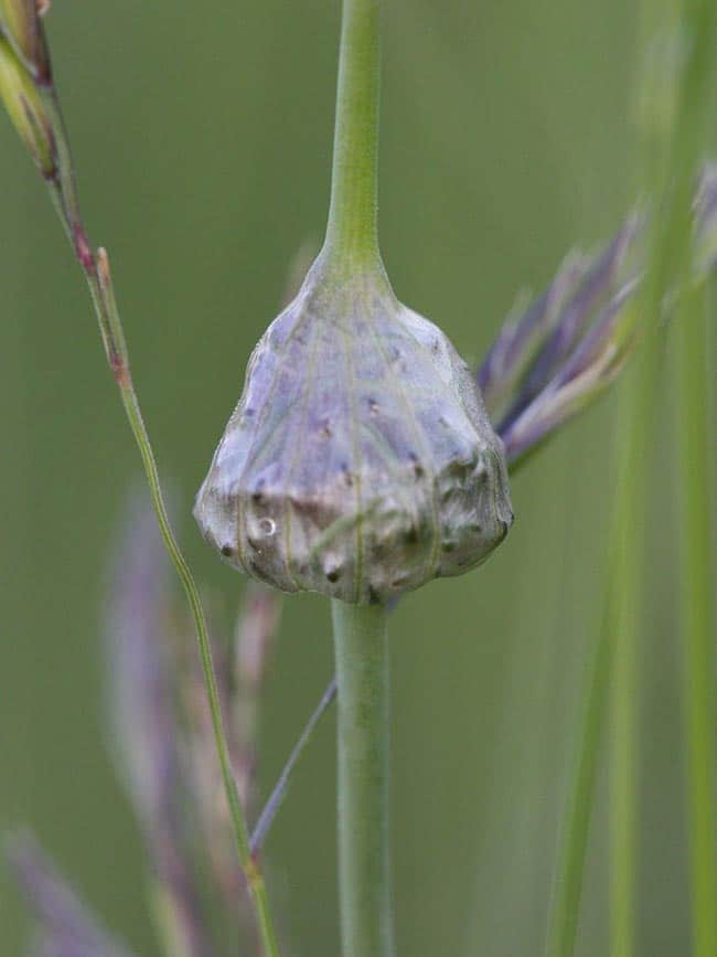 Allium Cepa