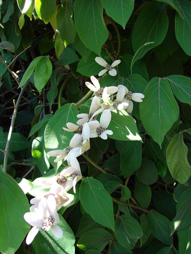 Como Plantar a Trepadeira Congeia? (Congea tomentosa) 12