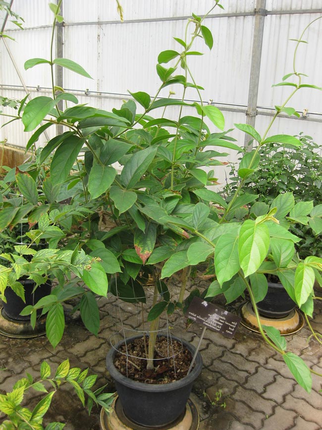Como Plantar a Trepadeira Congeia? (Congea tomentosa) 24