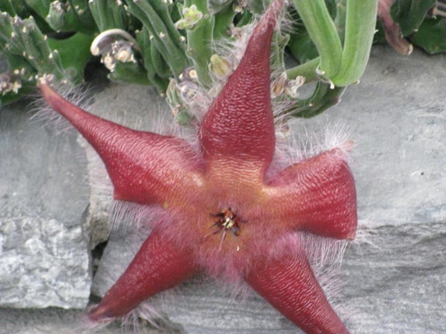Como Plantar a Flor Estrela do Mar? (Stapelia hirsuta)