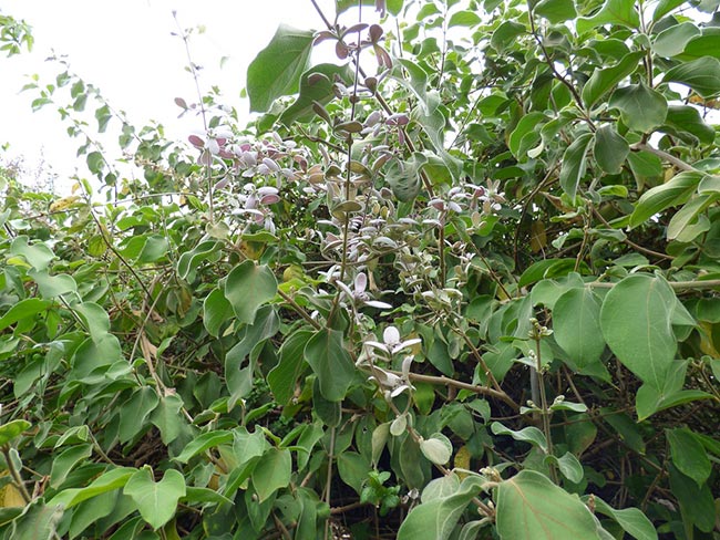 Como Plantar a Trepadeira Congeia? (Congea tomentosa) 38