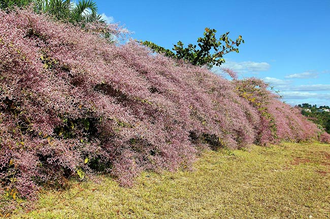 Como Plantar a Trepadeira Congeia? (Congea tomentosa) 40