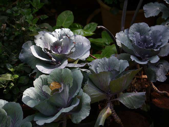 Brassica Oleracea Var. Capitata Plantas