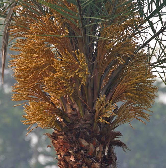 Flores De Palmeira Fenix 1