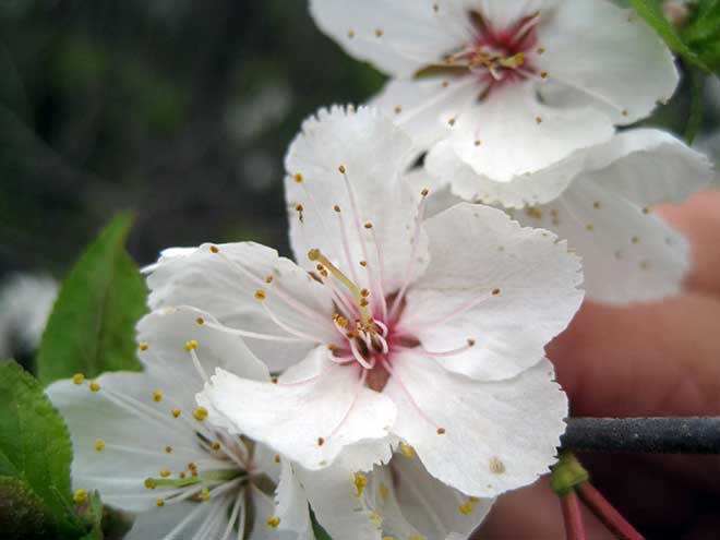 Prunus subg. Prunus flor