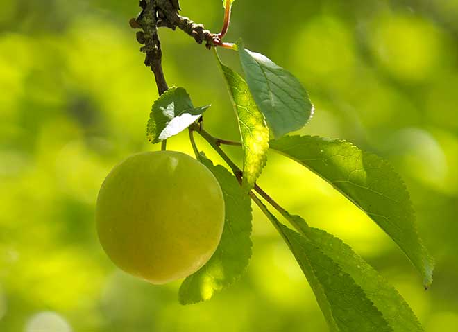 Prunus Subg. Prunus Foto