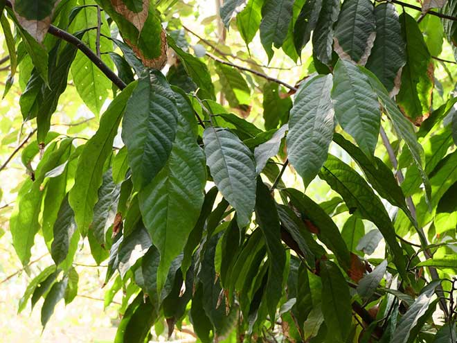 Theobroma cacao floresta 1 1