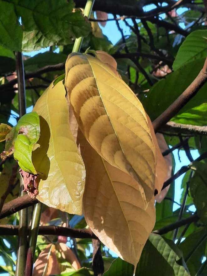 Theobroma cacao folha 1 1