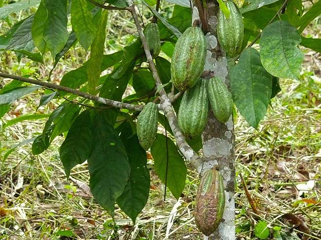 Theobroma cacao folhas 1 1