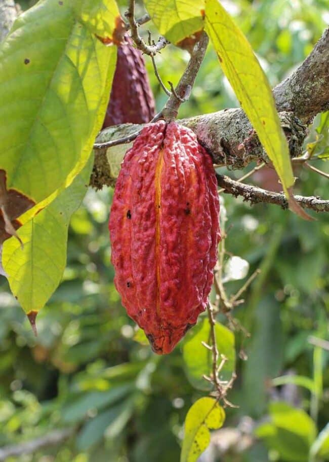 Theobroma cacao fruta 1 731x1024 1