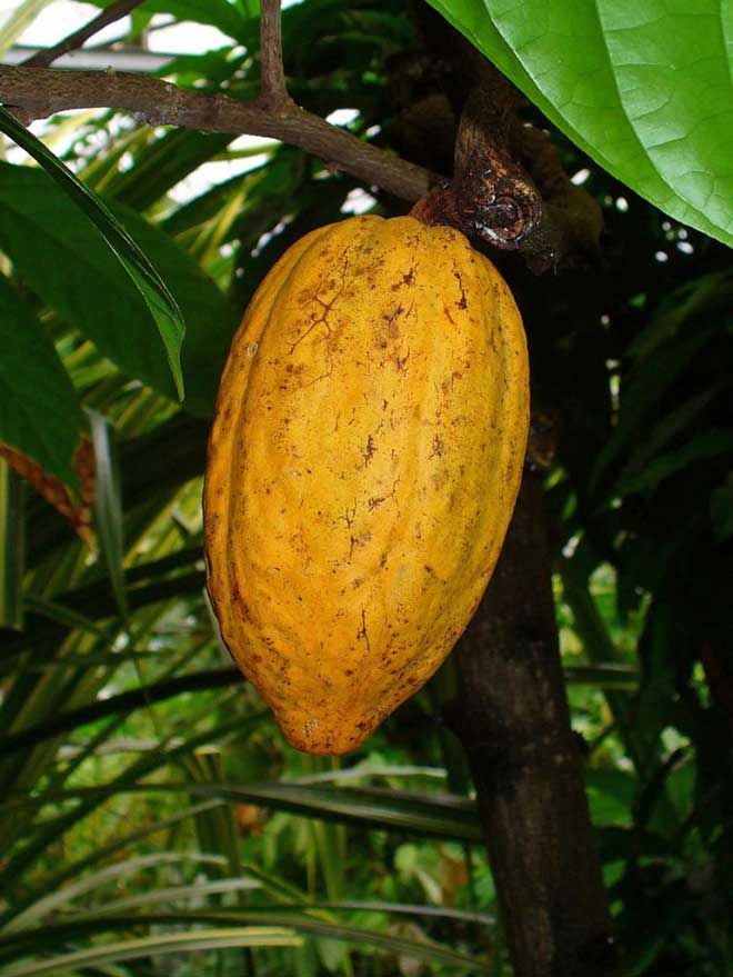 Theobroma cacao fruto 1 769x1024 1