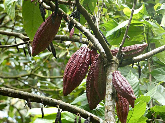 Theobroma cacao frutos 1 1
