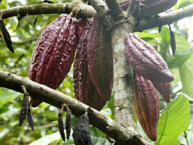 Theobroma cacao jardim 1 1