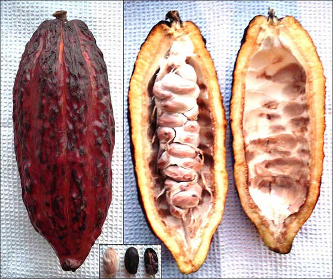 Theobroma cacao semente 2 1