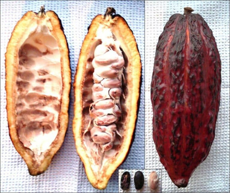 Theobroma Cacao Semente 2