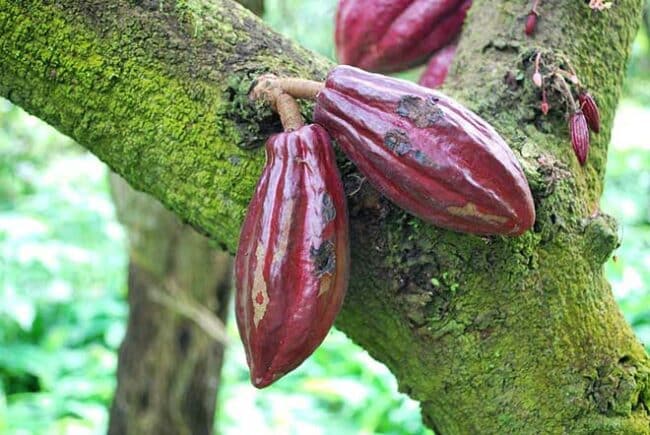 arvore Theobroma cacao 1 1