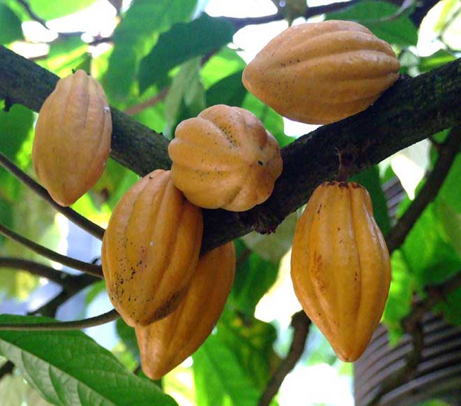 colheita Theobroma cacao 1 1