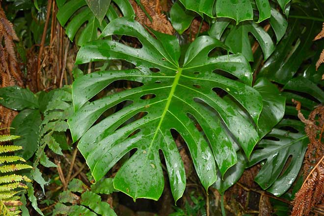 Como Plantar Costela de Adão? [Monstera deliciosa] 24