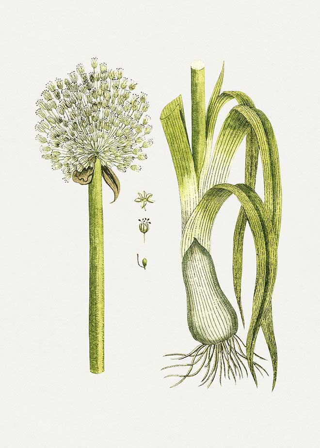 Desenho Allium Porrum