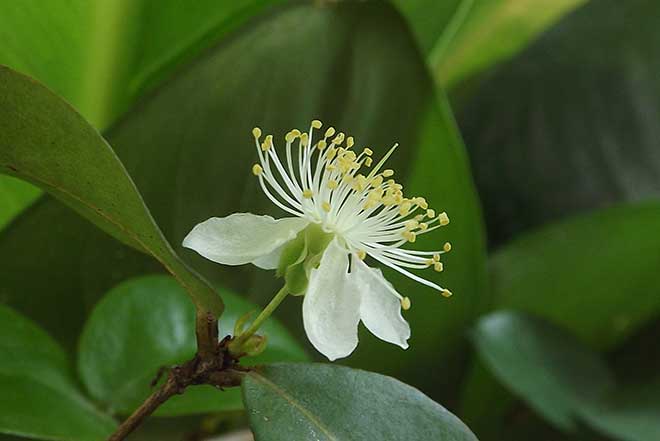eugenia uniflora flor