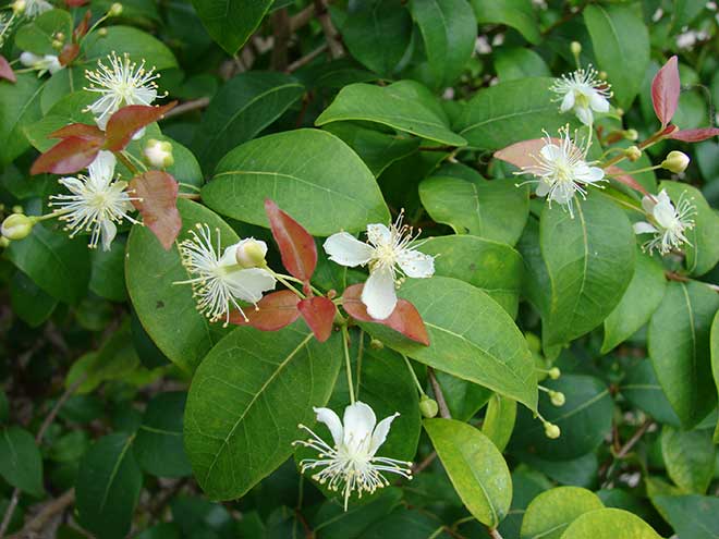 Eugenia Uniflora Planta
