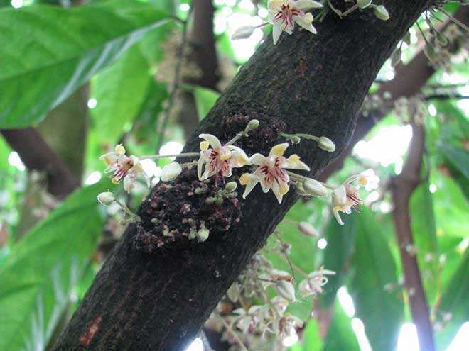 flor Theobroma cacao 1 1