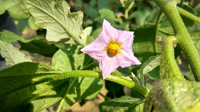 Flor Solanum Melongena 1