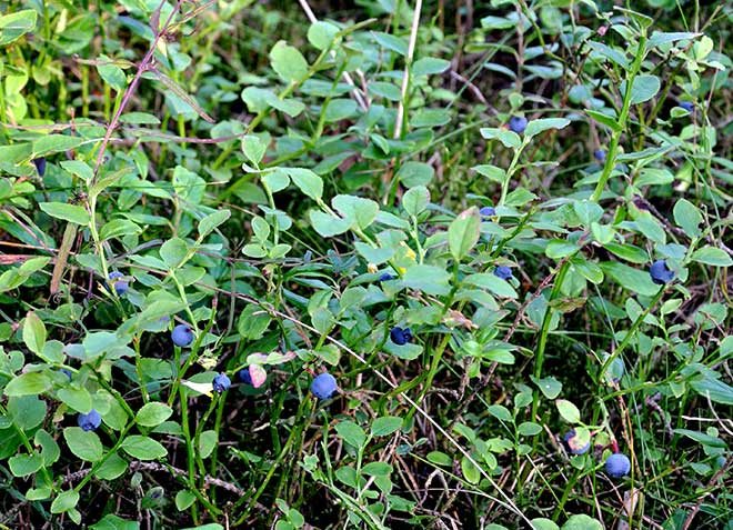 folhas Vaccinium myrtillus