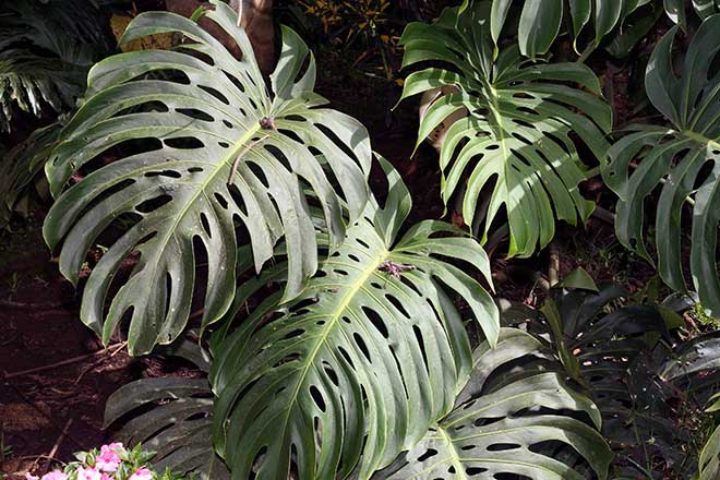 Como Plantar Costela de Adão? [Monstera deliciosa] 16
