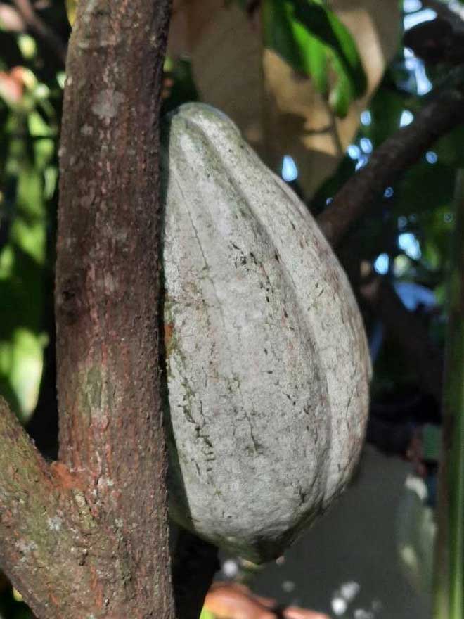 fruta Theobroma cacao 3 1
