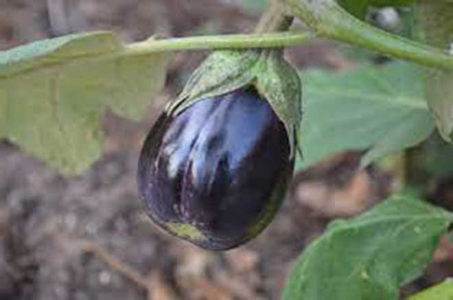 Fruta Solanum Melongena 1