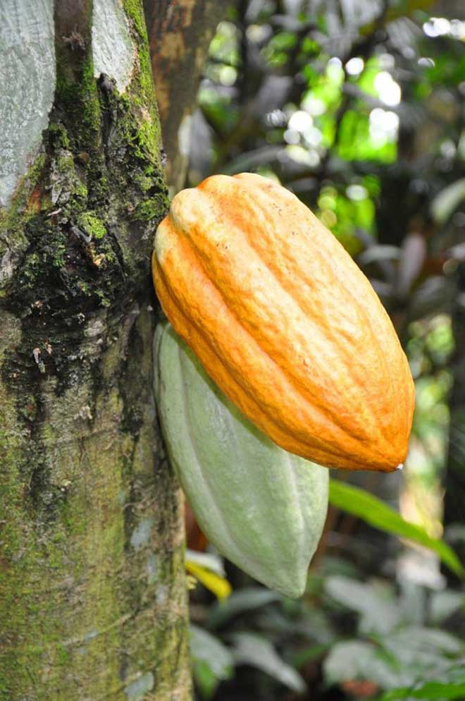 frutas Theobroma cacao 1 680x1024 1
