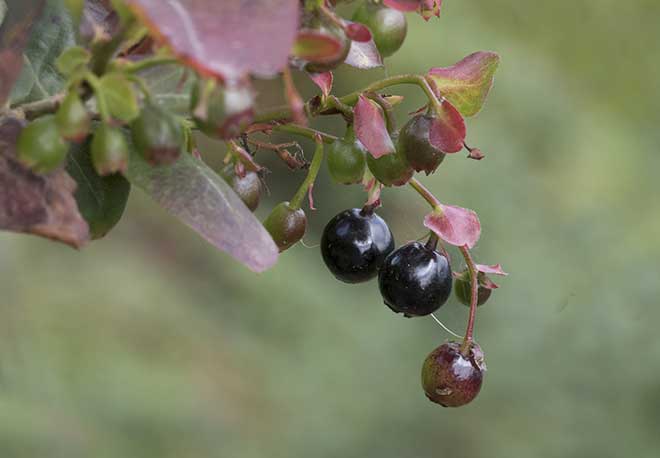 fruto Vaccinium myrtillus