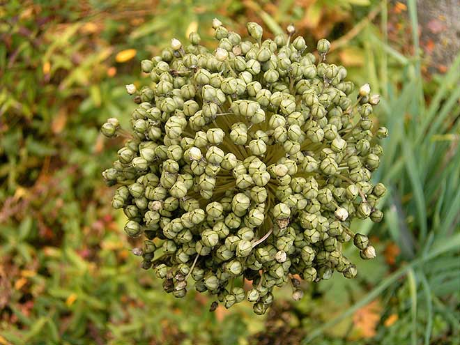 Sementes Allium Porrum