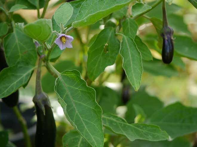Solanum Melongena Folhas 1