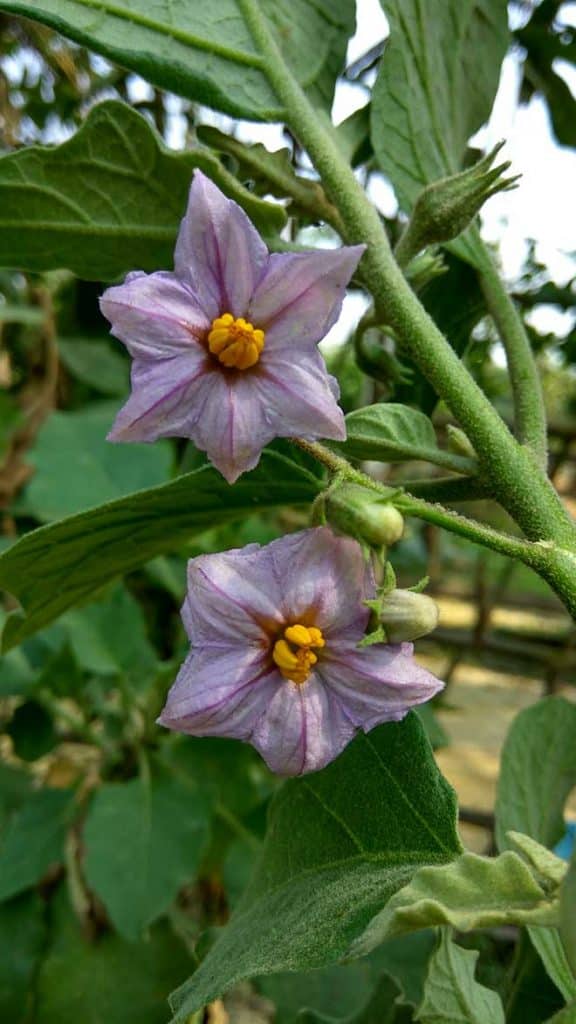 Solanum Melongena Jardim 1
