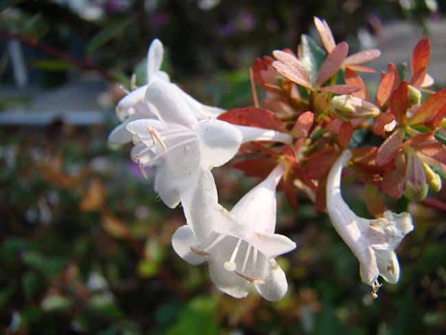 Abelia X Grandiflora Flor