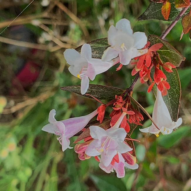 Abelia X Grandiflora Flores