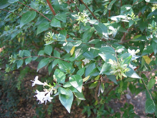 Abelia X Grandiflora Folhas
